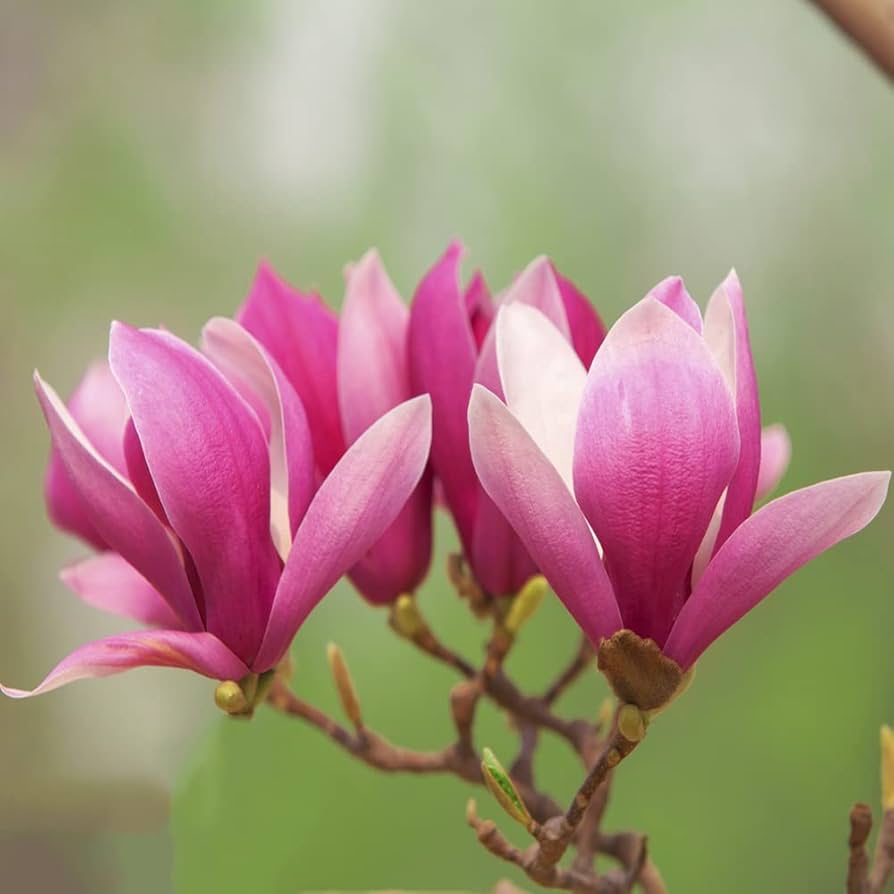 magnolia bonsai flower seeds