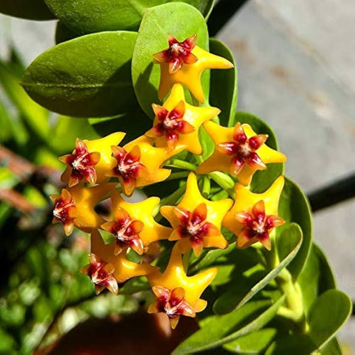 Yellow Pink Hoya Flower Seeds for Planting 100 pcs