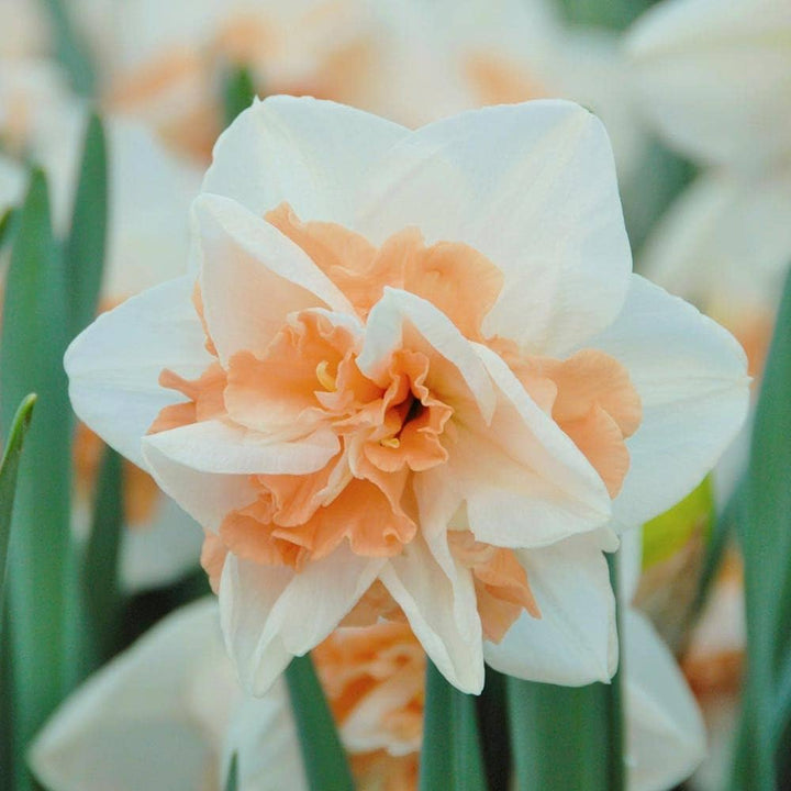 Peach White Daffodils Flower Seeds for Planting – Heirloom, Non-GMO, High Germination Garden Flowers