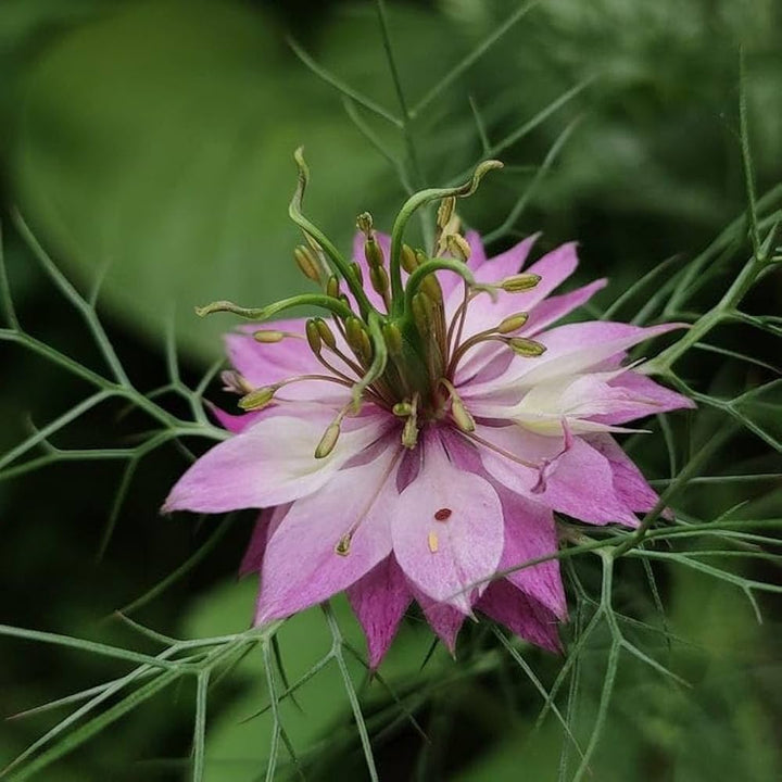 Nigella damascena (Love-in-a-Mist) Flower Seeds for Planting – Heirloom &amp; Non-GMO Blooms for Cottage Gardens &amp; Cut Flower Beds