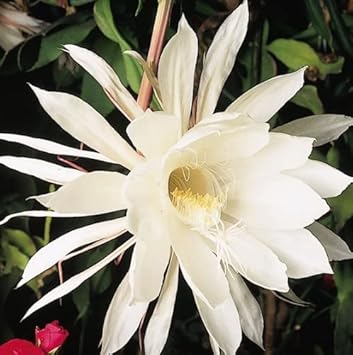 Flower Seeds, Seeds for Planting, Plant Seeds