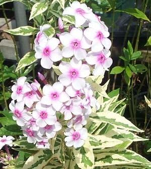 white pink flower seeds