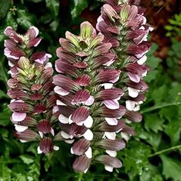 bears breeches flower seeds