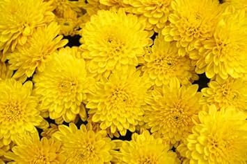 Flower Seeds, Seeds for Planting, Plant Seeds