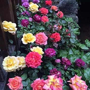 Flower Seeds, Seeds for Planting, Plant Seeds