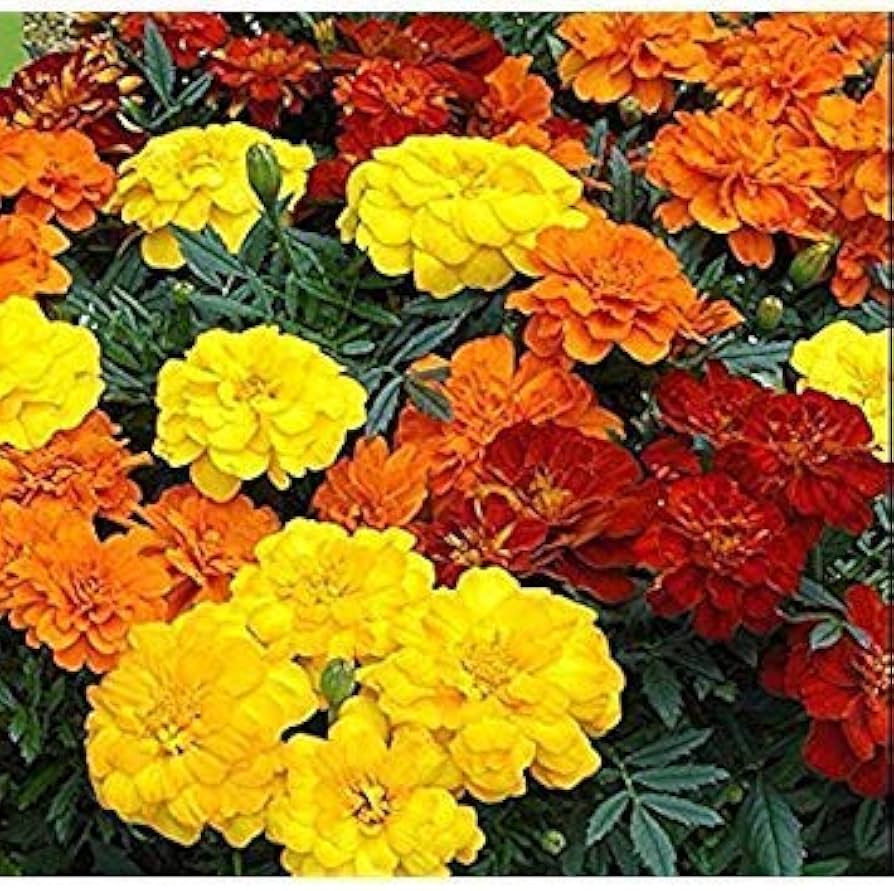 french marigold flower seeds