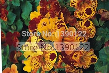 Flower Seeds, Seeds for Planting, Plant Seeds