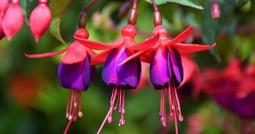 Blue Red Fuchsia Flower Seeds for Planting – Heirloom, Non-GMO, High Germination Garden Seeds