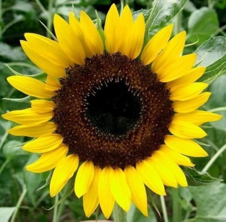 Fresh Sunflower Seeds for Planting, Yellow 100 pcs