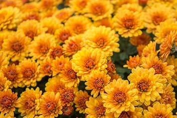 Flower Seeds, Seeds for Planting, Plant Seeds