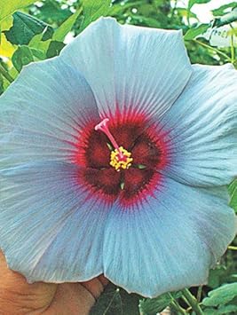 Flower Seeds, Seeds for Planting, Plant Seeds