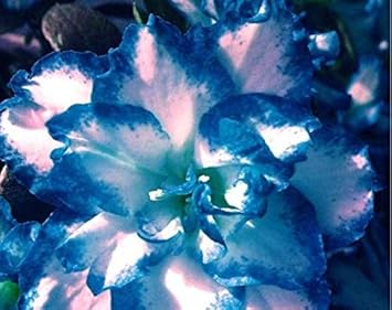 Flower Seeds, Seeds for Planting, Plant Seeds