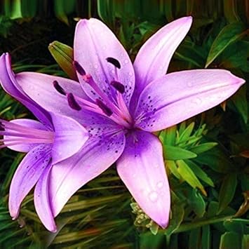 purple lilium flower seeds