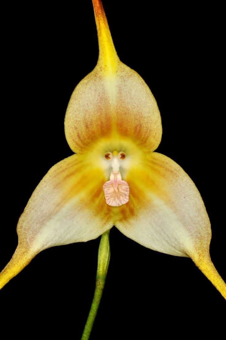 monkey orchid flower seeds