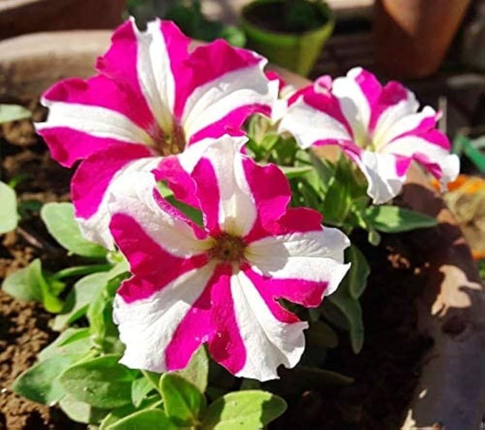 petunia double flower seeds