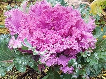 Flower Seeds, Seeds for Planting, Plant Seeds