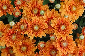 Flower Seeds, Seeds for Planting, Plant Seeds