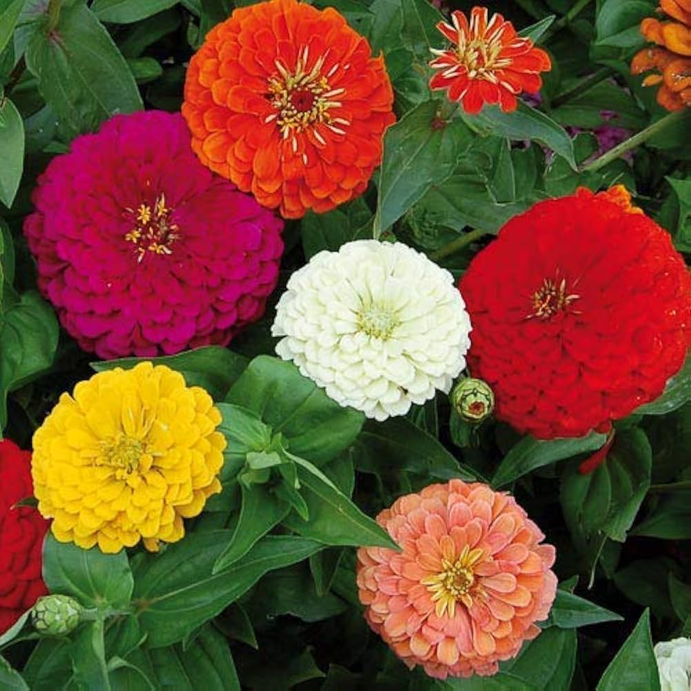 dahlia dahlia flower seeds