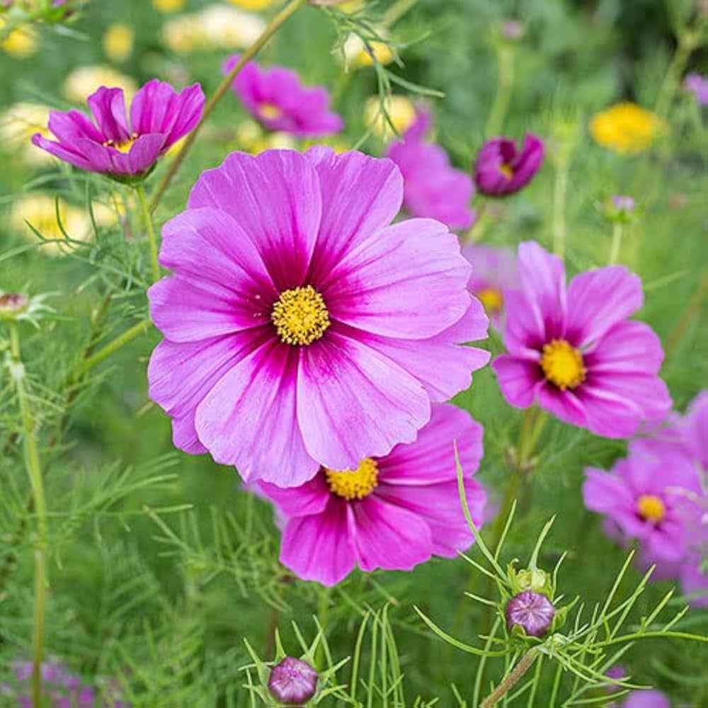 golden cosmos flower seeds