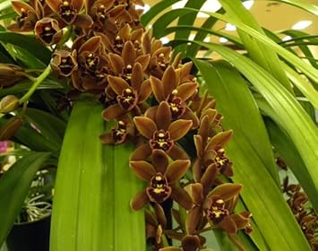 Flower Seeds, Seeds for Planting, Plant Seeds