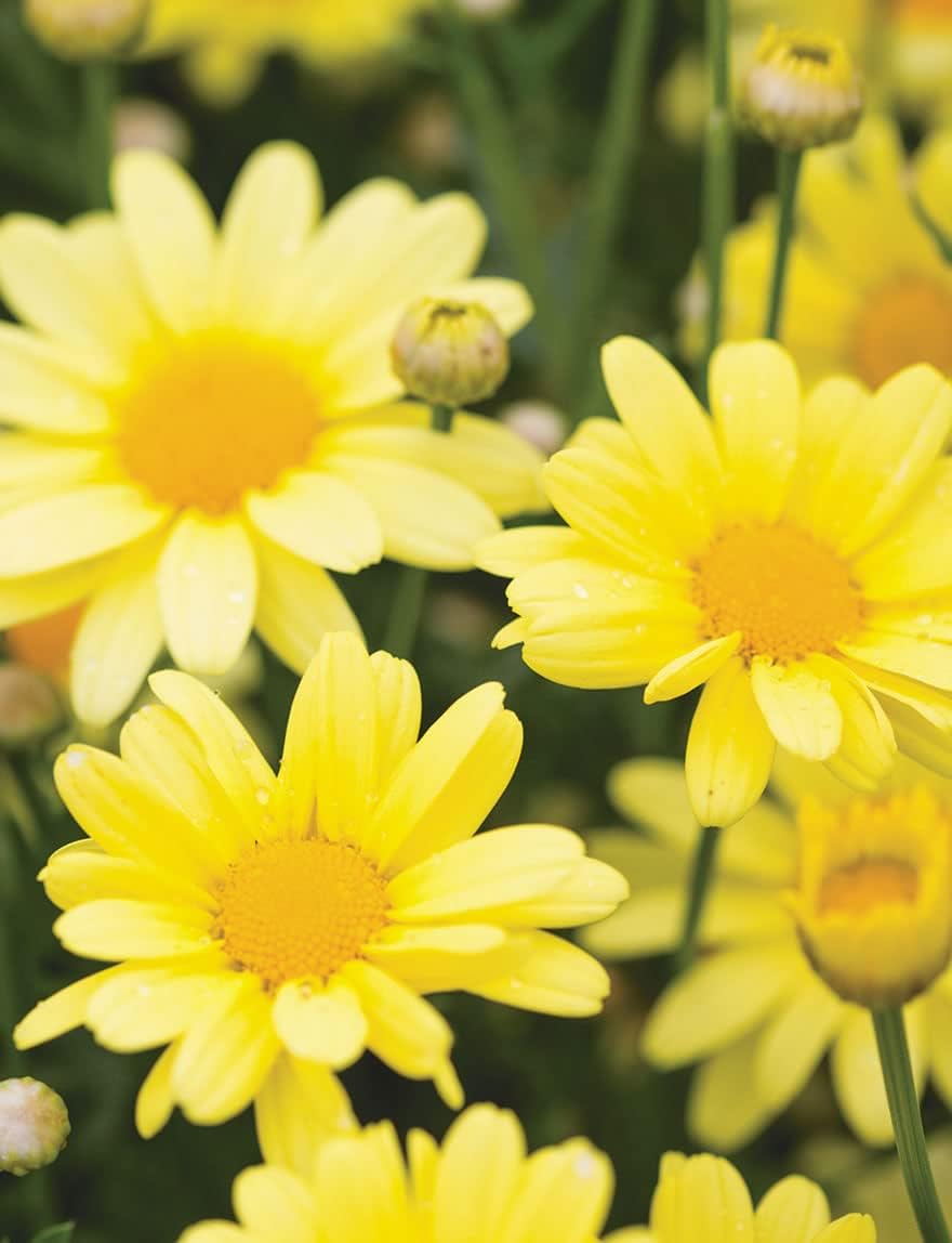 yellow organic flower seeds