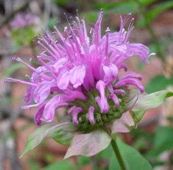 purple monarda flower seeds