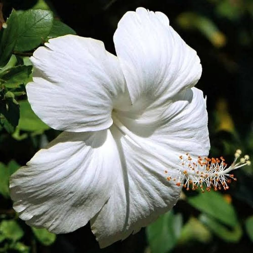 hibiscus for flower seeds