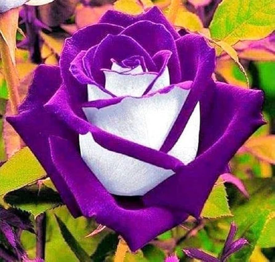 rose rosa flower seeds