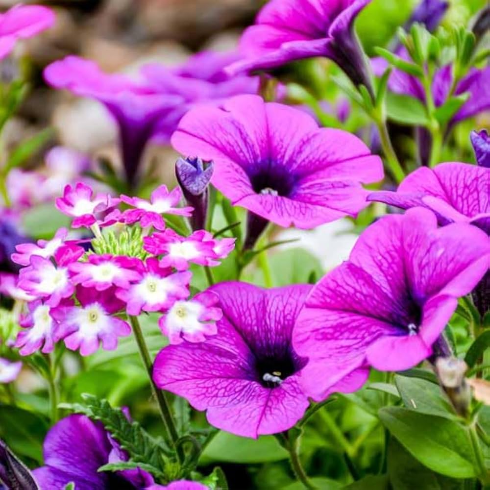 Blandede Violet Petunia Blomsterfrø til Plantning 100 stk