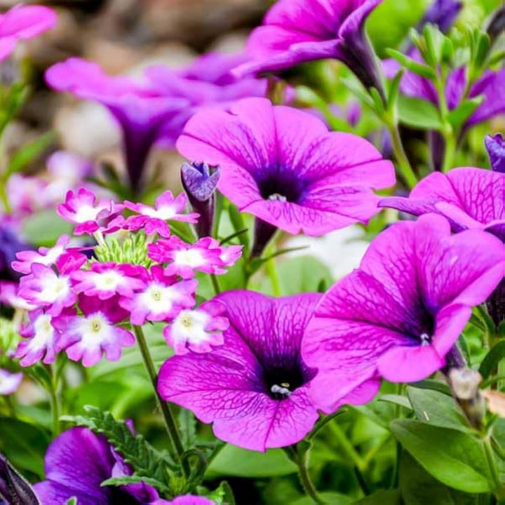 Mixed Violet Petunia Flower Seeds for Planting 100 pcs