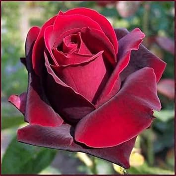 Flower Seeds, Seeds for Planting, Plant Seeds