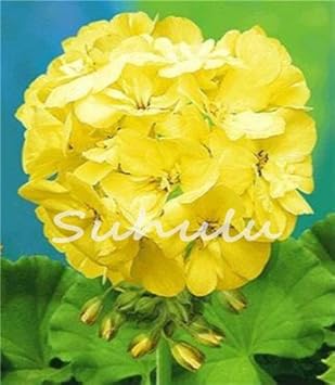 Flower Seeds, Seeds for Planting, Plant Seeds