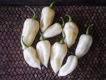 White Pepper Tree Seeds for Planting