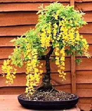 yellow ambizu flower seeds