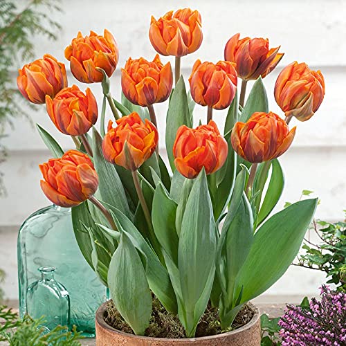 Orange Green Tulip Flower Seeds for Planting – Heirloom, Non-GMO, High Germination Vibrant Garden Seeds