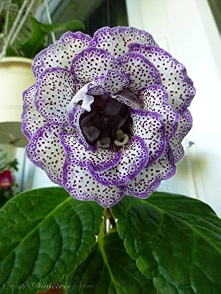 gloxinia sinningia flower seeds