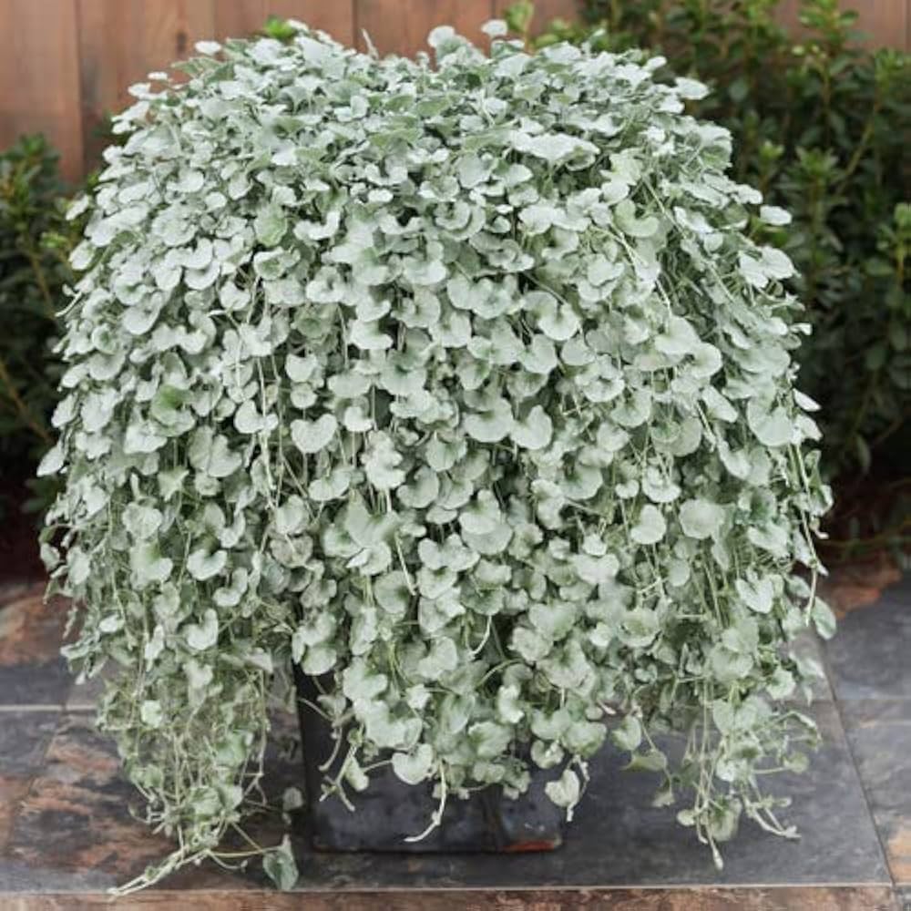 Dichondra Blue Seeds for Planting – Organic, Heirloom, Non-GMO Trailing Plant Seeds