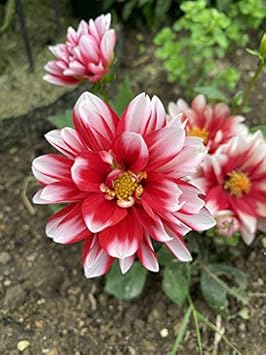 Red &amp; White Marigold Heirloom Non-GMO Seeds for Planting