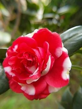 Red White Camellia Flower Seeds for Planting - 100 pcs