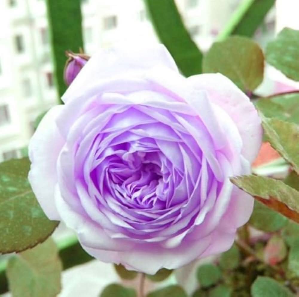 white purple flower seeds