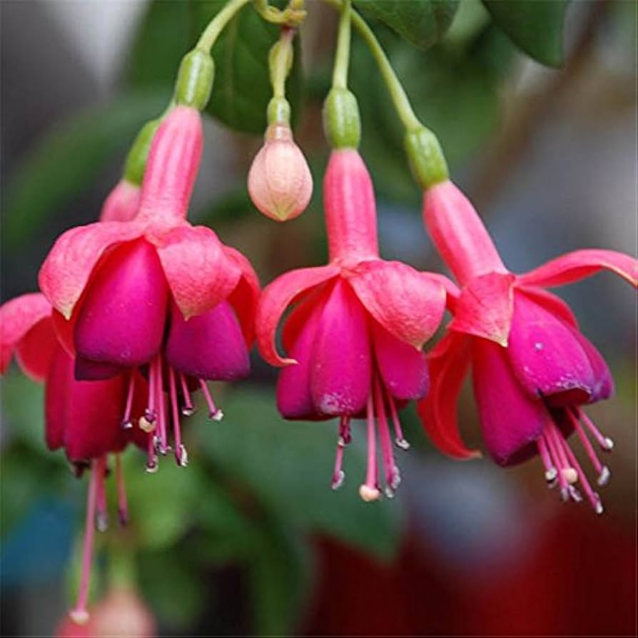 fuchsia hybrida flower seeds