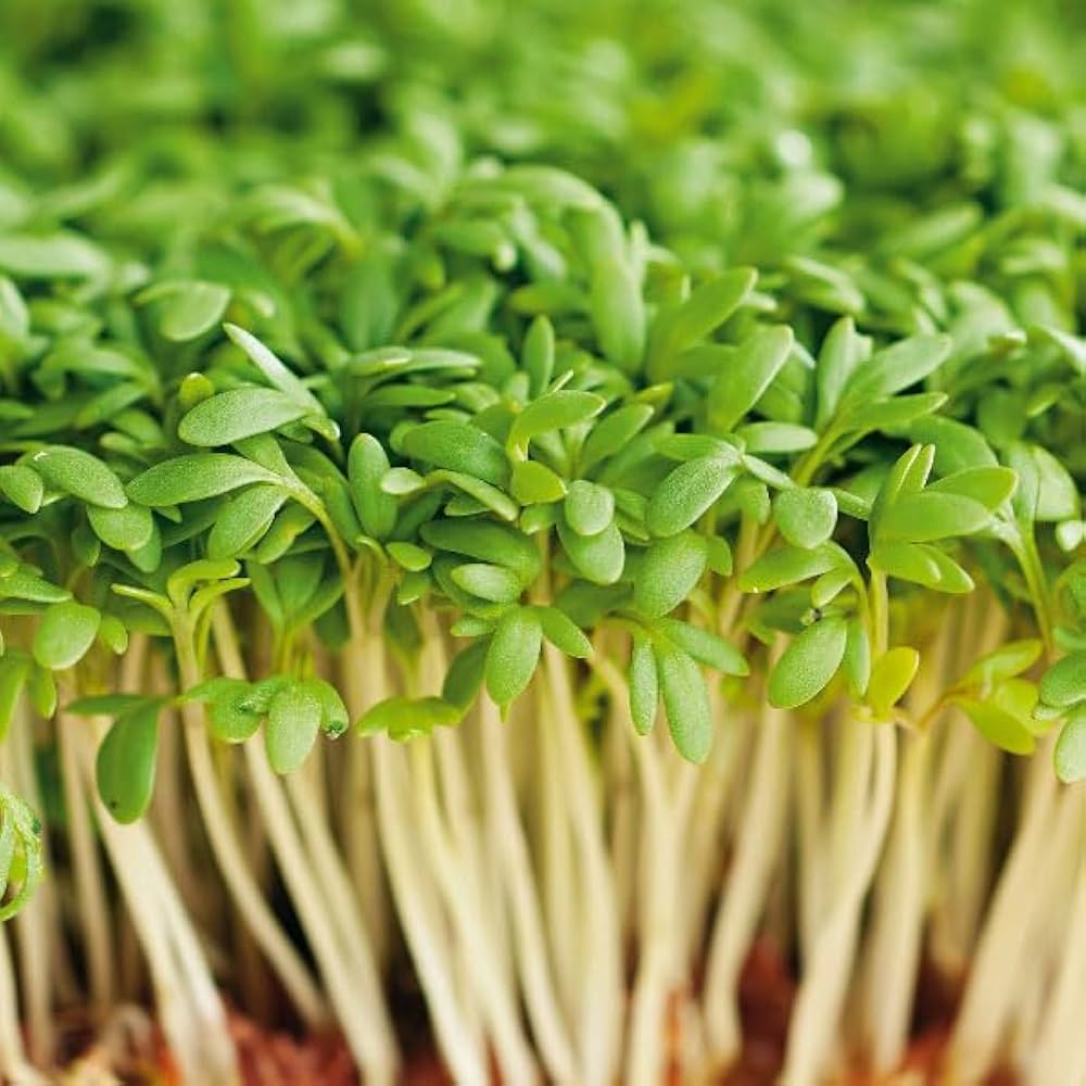 cress perennial flower seeds