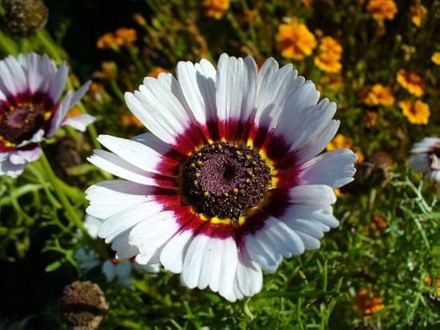 tricolor daisy flower seeds