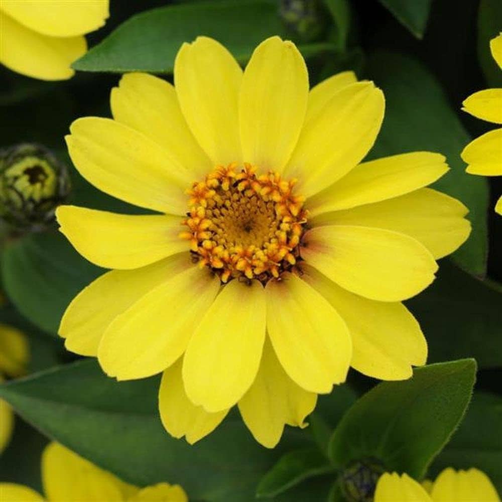 yellow light flower seeds