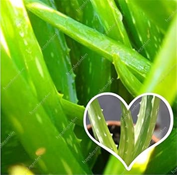 Flower Seeds, Seeds for Planting, Plant Seeds