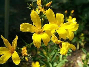 yellow linum flower seeds