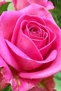 Flower Seeds, Seeds for Planting, Plant Seeds