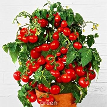 Red Bonsai Tomato Seeds for Planting