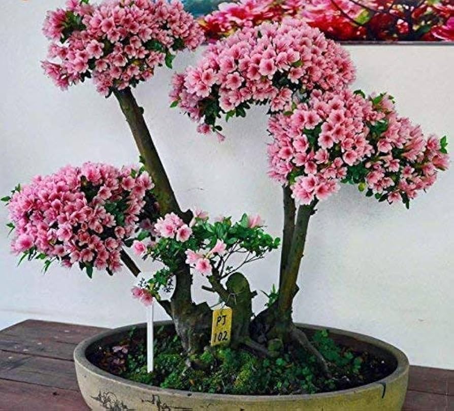 cherry blossom flower seeds