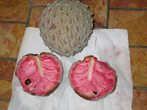 Soursop Fruit Seed for Planting - Pale Pink Color Variety, Heirloom and Tropical Fruit Seeds, GMO Free Seeds